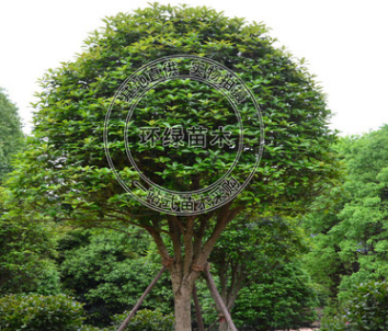 湖南桂花 精品桂花基地直銷 量大從優 喬木類綠化行道樹
