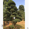 批發(fā)欏木石楠 庭院精品造型樹木市園林工程綠化苗木 苗圃基地直