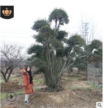 苗圃基地培育小葉女貞造型樹大量批發園林綠化工程用造型小葉女貞