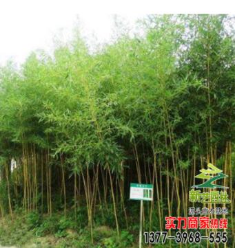 批發竹子 金鑲玉 四季竹 金絲竹 毛竹 工程 庭院綠化
