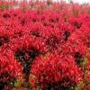 綠化樹木基地批發園林工程常綠灌木高桿株庭院綠化紅葉石楠