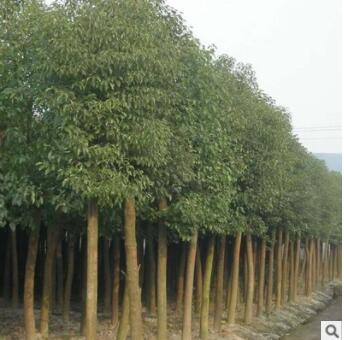 苗圃直銷供應(yīng) 綠化植物工程園林苗木綠化常綠喬木 香樟樹