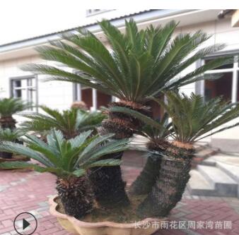 蘇鐵價格 鐵樹規格齊全 多頭 單桿蘇鐵 湖南基地直銷