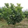 基地直銷香泡樹 香泡苗 香緣綠化苗木 香泡成活率高 量大優惠