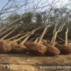 批發欒樹 湖南黃山欒樹 10-15-18-20公分骨架全冠 移栽落葉喬木