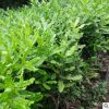 澳洲堅果小苗株 庭院種植綠化園林景觀苗 街道風(fēng)景苗木批發(fā)