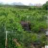 垂葉榕大面積種植 移植柱形垂葉榕 園林綠化行道樹現貨批發