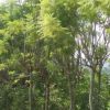 新旺苗木園林現貨批發藍花楹地苗 綠化行道林苗木樹種 量大從惠
