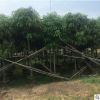地批發(fā)園林豐茂種植園大量供應(yīng)扁桃樹 四季常綠行道樹市政苗木