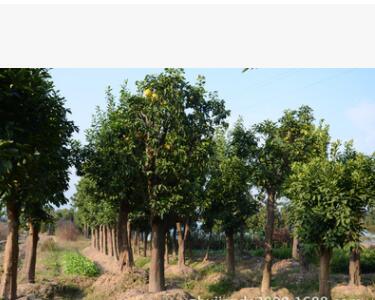 香泡 綠化工程 規格齊全 移栽多年香泡樹