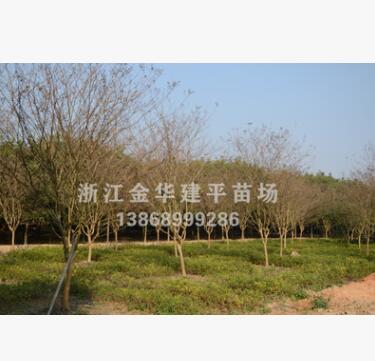 優質供應紫薇 工程園林樹 多種規格 基地直銷