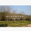 優(yōu)質(zhì)供應紫薇 工程園林樹 多種規(guī)格 基地直銷
