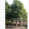 香樟樹苗木 工程綠化 園林