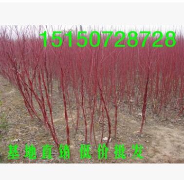 綠化彩色苗木品種紅瑞木樹(shù)苗 紅梗木苗涼子木 紅馬球樹(shù)苗 1米高