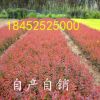 基地直銷道路庭院紅葉小檗床苗大苗 綠化工程苗批發(fā) 彩色苗木