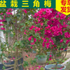福建三角梅盆景 室內(nèi)盆栽紫色三角梅批發(fā) 四季紫花三葉梅 勒杜鵑