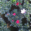 福建花卉 ，16和18杯，比利時杜鵑花，普通紅杜鵑花-花農(nóng)產(chǎn)地直銷