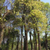 湖南移植大香樟 熱銷優(yōu)質(zhì) 三十五公分香樟，全冠香樟 切桿香樟