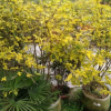 黃連翹球 連翹球 黃連翹 假連翹 精品連翹 球形植物 黃色植物批發