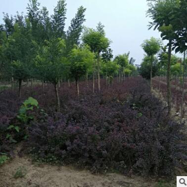 綠化苗木紅葉小檗苗成活率高育苗基地大量供應紅葉小檗苗