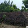 綠化苗木紅葉小檗苗成活率高育苗基地大量供應紅葉小檗苗