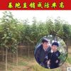 育苗基地出售紅色玉蘭樹批發2-15公分紅色玉蘭苗量大優惠成活率高