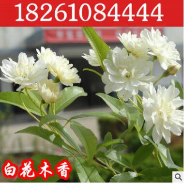 批發(fā)爬藤類植物七里香木香花黃花木香飄香七里濃香型當(dāng)年開花8年
