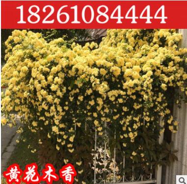 庭院爬藤植物 攀爬園林綠化黃花木香苗木香花苗批發(fā)薔薇花苗7年苗