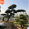 供應(yīng)日本羅漢松樹(shù) 精品20至60公分 批發(fā)羅漢松 求購(gòu)造型羅漢松