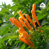 基地供應(yīng) 墻壁綠化攀援植物鞭炮花樹苗炮仗花盆栽 藤本植物盆栽