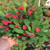 客廳辦公室桌面花卉虎刺梅種苗 基地直供觀賞綠植鐵海棠花卉種苗