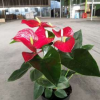 批發(fā)室內(nèi)觀花植物紅掌火鶴花 安祖花 花燭 大小盆栽 凈化空氣150#