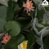 水生草本植物室內(nèi)外花卉盆栽 四季易播水養(yǎng)植物睡蓮小盆栽 批發(fā)