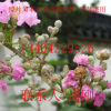 蘇州紫薇樹、紫薇花、蘇州市庭院別墅綠化設計、蘇州廠區工廠綠化