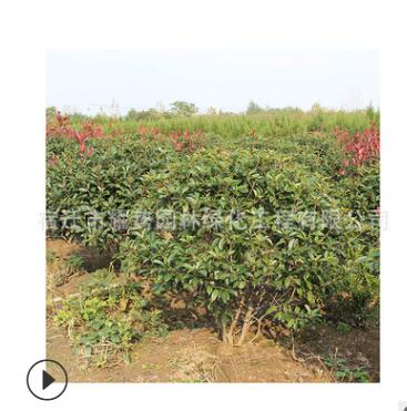 紅葉石楠球批發 道路色塊綠化苗木 高桿紅葉石楠球 樹苗綠籬樂