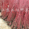 紅瑞木