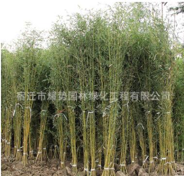 金鑲玉竹批發(fā)庭院圍墻綠化竹子苗園林竹類植物黃金竹