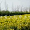 灑金柏