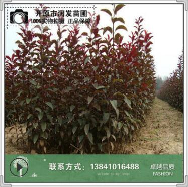 東北苗圃 綠化叢生形80cm護坡綠化灌木紅葉李 杯苗