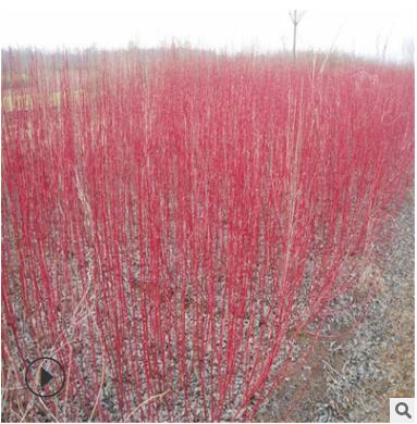 園林綠化苗木 東北苗圃出售紅瑞木小苗.紅瑞木器苗 紅瑞木1米高