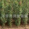 苗圃三角楓小苗.三角楓容器苗 三角楓綠籬苗