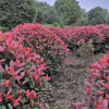 園林綠化景觀工程紅葉石楠球 產地批發紅葉石楠一手貨源保證質量