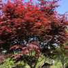 紅楓 彩色觀葉植物 精品紅楓樹喬木 嫁接紅楓苗 基地批發直銷