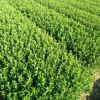 色塊小苗 杯苗色塊造型灌木 護坡綠化景觀帶布置 規格多枝型好