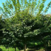 廠家供應(yīng)精品雞爪槭苗木 工程綠化喬木 苗木基地彩葉樹工程苗