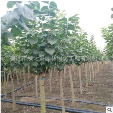 丁香樹苗批發(fā) 庭院觀賞植物 紫丁香 園林綠化苗木 規(guī)格齊全