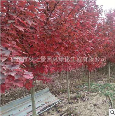 美國紅楓樹苗批發(fā) 園林綠化苗木秋火焰、夕陽紅、十月光輝