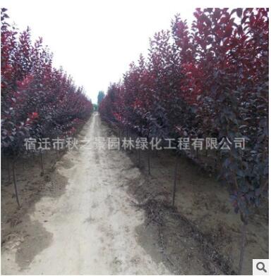 紅葉李樹苗批發(fā) 彩葉綠化苗木 行道風景樹紫葉李 規(guī)格齊全