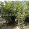 基地批發(fā)優(yōu)質紫竹 紫竹苗 庭院 公園 小區(qū)觀賞竹