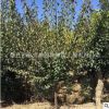 基地直銷紅梅樹 庭院觀賞植物 園林工程綠化風景樹 規(guī)格齊全